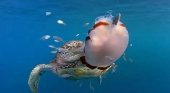 Tortugas marinas: la solución contra las carabelas portuguesas. Foto: Europa Press