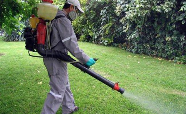 Las plagas de cucarachas amenazan al verano en España