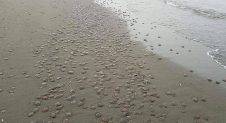 Retiran 8.000 kilos de medusas de dos playas de la Costa del Sol 