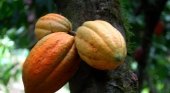 Se pone de moda en Dominicana 'La ruta del Cacao'