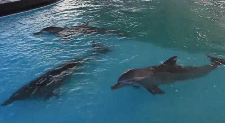 delfines en una pequeña piscina