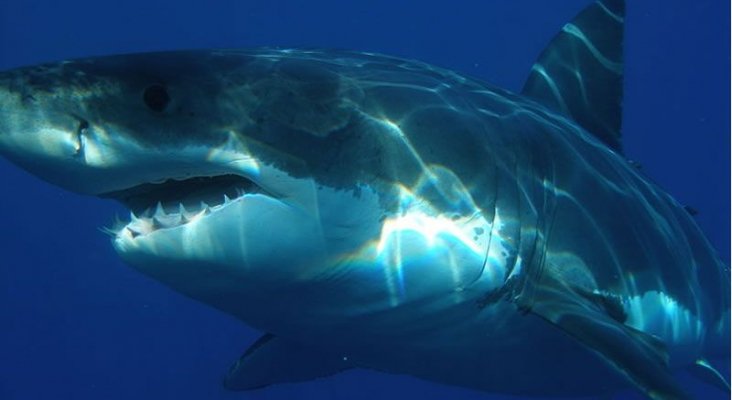 Tiburón blanco. Foto de La Voz de Galicia