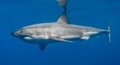 Prensa europea crea alarma social por el avistamiento del tiburón blanco en Baleares|anipedia.net