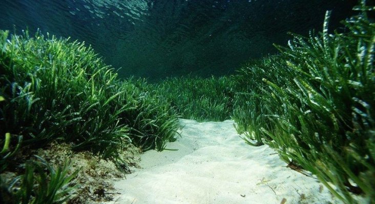 Posidonia en Baleares. Foto de Save Posidonia Project