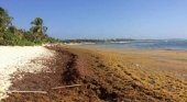 El sargazo engulle las playas del Caribe y Florida. Foto de Quinta Fuerza