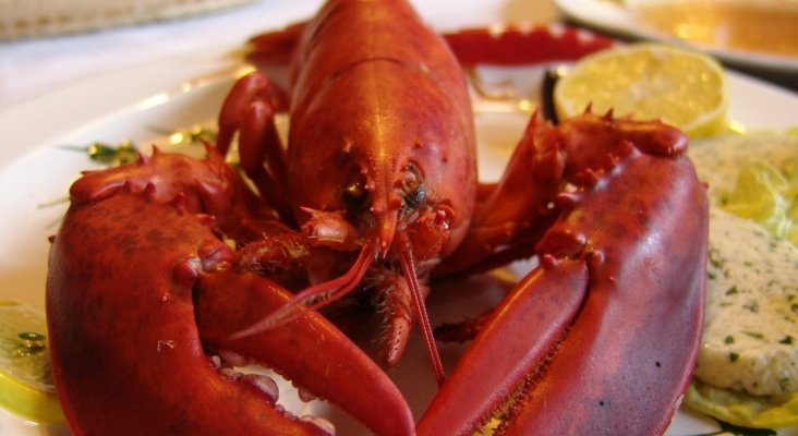 Los cocineros suizos ya no podrán hervir langostas vivas