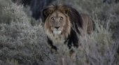 Una manada de leones devoró a cazadores furtivos de rinocerontes |Thierry Falise vía Gatty Images 