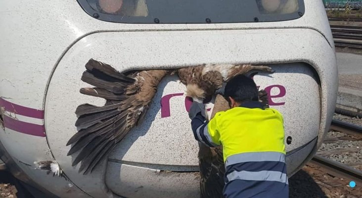 El AVE atropella un pájaro cada 350 kilómetros