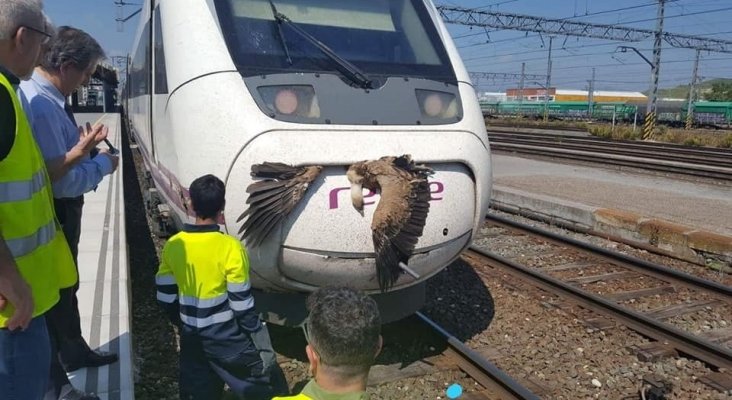 Pájaro atropellado por el AVE (Imagen ABC)