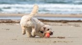 Guía de las playas españolas que admiten perros este verano