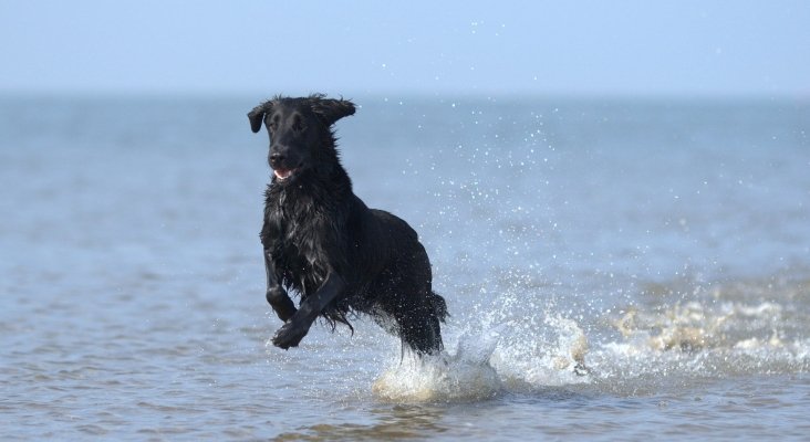 flatcoated retriever 3299393 1920