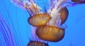 El agua del mar posee grandes cantidades de esperma de medusas