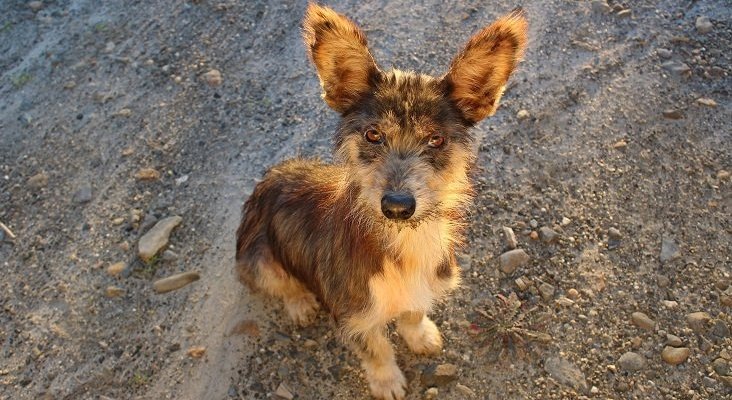 Adoptar un perro en Fuengirola “te sale gratis” 