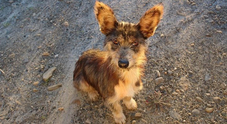 Adoptar un perro en Fuengirola “te sale gratis” 