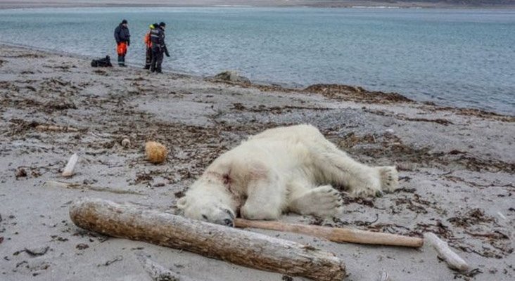Matan a oso polar por atacar a cruceristas 