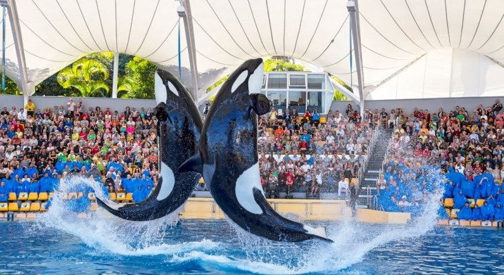 Loro Parque Orcas | Foto: Turismo Tenerife