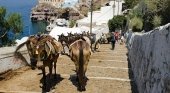 Denuncian que la carga de turistas “obesos” daña la salud de los burros|Norbert Nagel CC BY-SA 3.0