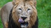 EE.UU. permite la importación de cabezas de leones cazados en África