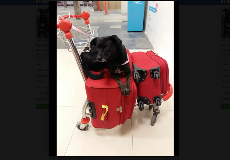Iberia pierde la perrita de una joven en una escala en Madrid|Foto de Piny facilitada por Virginia para su búsqueda