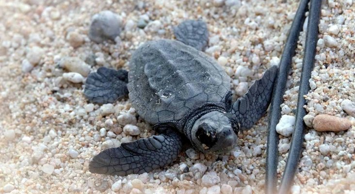 Nace primera tortuga boba en Mataró. Foto: Ayuntamiento de Mataró