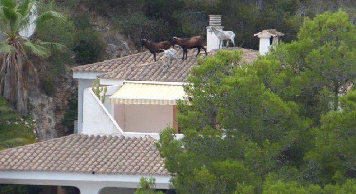 Cabras salvajes, los no tan adorables vecinos de Mallorca|Foto: Diario de Mallorca