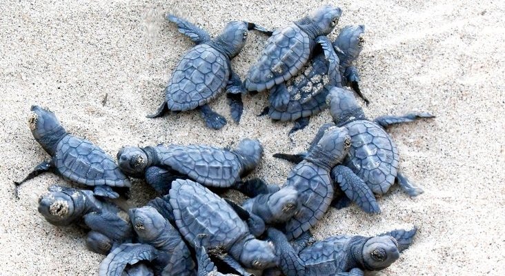 TUI lanza un programa para salvar a un millón de tortugas|Foto: TUI Care Foundation 