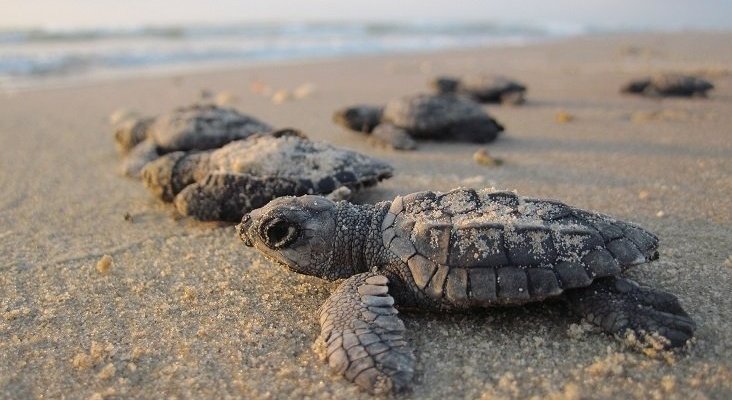 TUI lanza un programa para salvar a un millón de tortugas|Foto: TUI Care Foundation 