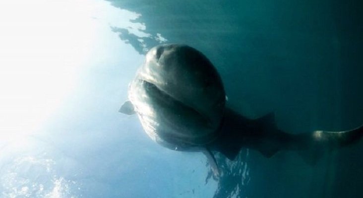 Tiburones, la pesadilla de cada verano|Tiburón cañabota gris detectado en aguas de Alicante este verano-captura del vídeo filmado por los navegantes vía Cadena Ser