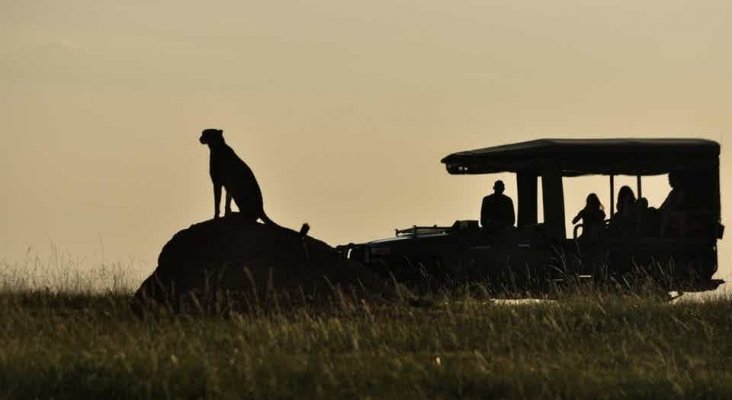 El turismo, ¿defensa o amenaza para los guepardos de Kenia?|Foto: The Conversation