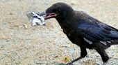 6 cuervos recogen la basura de un parque temático francés|Foto: Puy du Fou vía Designboom