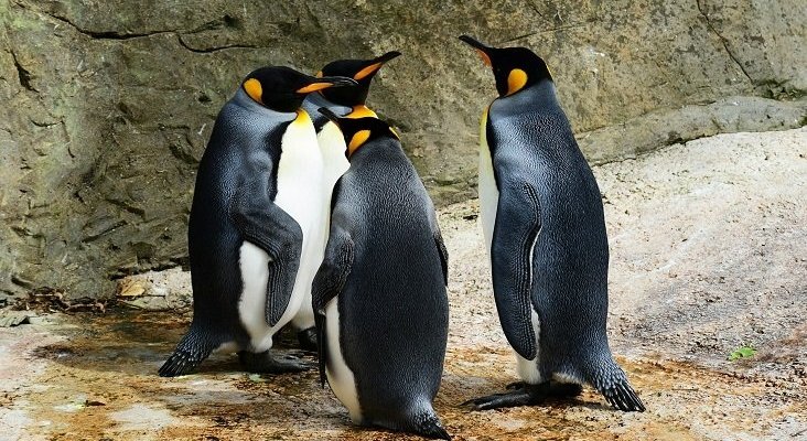 Acuario de Gijón abrirá un pingüinario “único” antes de 2022