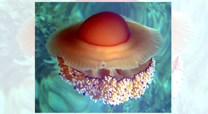Medusas ‘huevo frito’ amenazan el baño en el Mediterráneo|Foto: T.Friedrich CC BY 2.5