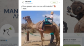 Pacma denuncia los paseos en camello en las Dunas de Maspalomas|Foto: denuncia de Pacma a través de Twitter