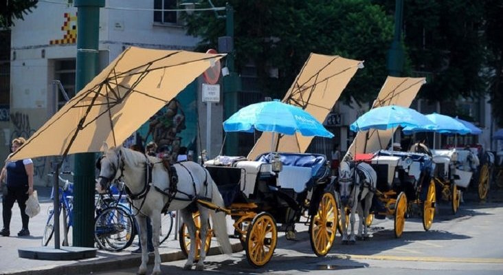 Málaga instala espacios con sombra para los caballos de carruaje|Foto: Jesús Mérida- Málaga Hoy