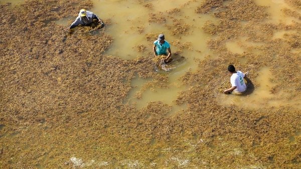 Sargazo: problema para el turismo del Caribe y oportunidad para otros sectores