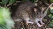 Las ratas también visitan zonas turísticas de España|Foto: Rata en el parque de la Ciutadella- Jordi Cotrina vía El Periódico