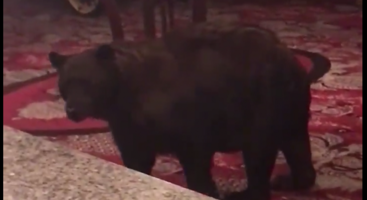 Un oso, huésped inesperado de un hotel de Colorado