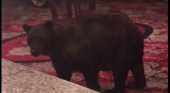 Un oso, huésped inesperado de un hotel de Colorado