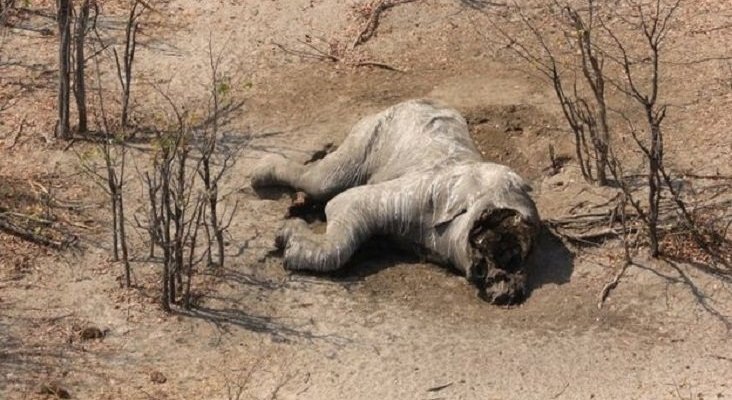 Caza furtiva siega la vida de 90 elefantes en Botsuana|Foto: Elefantes Sin Fronteras vía BBC