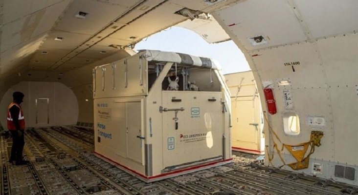 Emirates transportará 500 caballos para campeonato internacional|Foto: Emirates vía Europa Press
