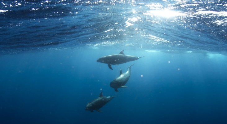 Primeros pasos hacia el tratado mundial para proteger los océanos