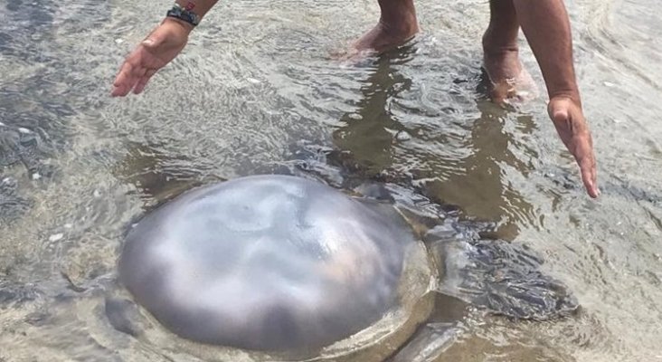 Aparece una medusa gigante de 17 kilos en Lanzarote