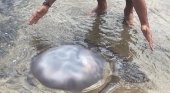 Aparece una medusa gigante de 17 kilos en Lanzarote