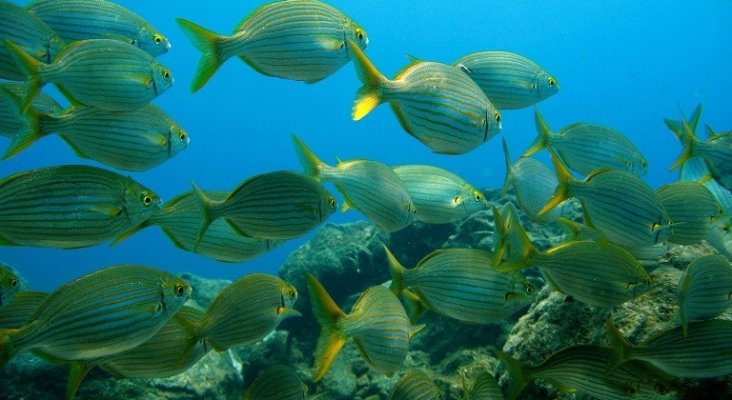 La Palma: aventura por mar, tierra y aire