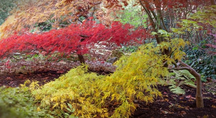 La belleza roja del otoño en Japón