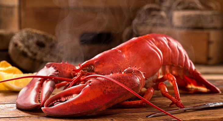 Restaurante seda con marihuana a langostas antes de cocinarlas vivas|Foto: National Geographic