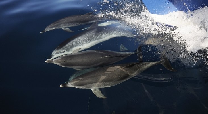 Canarias, delfines y ballenas
