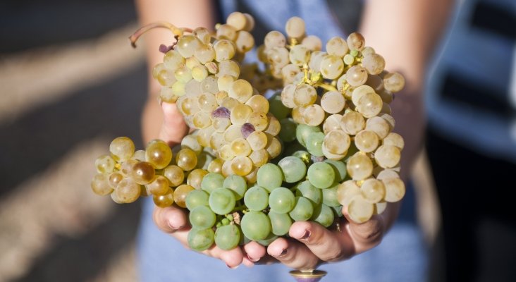 verdejo variedad autoctona ruta vino rueda