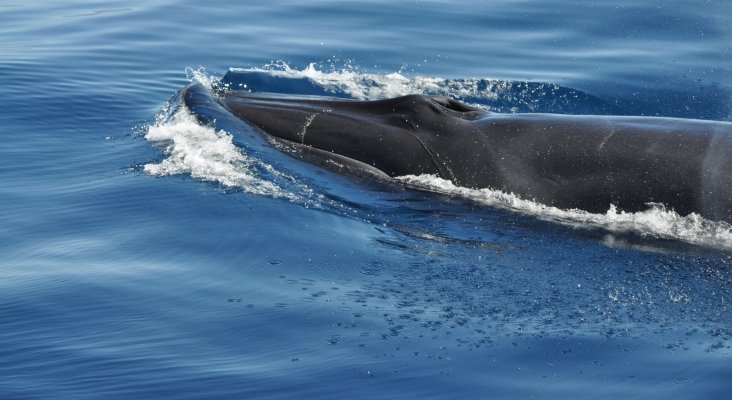 Canarias, delfines y ballenas