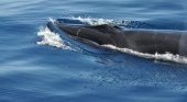 Canarias, delfines y ballenas